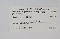 大瓦葦藏品圖，第2張