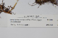 大瓦葦藏品圖，第2張