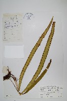 大瓦葦藏品圖，第1張