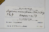 大瓦葦藏品圖，第2張