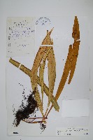 大瓦葦藏品圖，第1張