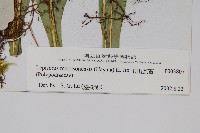 玉山瓦葦藏品圖，第2張