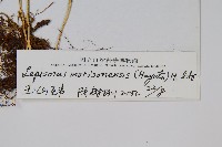 玉山瓦葦藏品圖，第2張