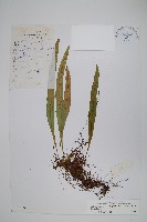 玉山瓦葦藏品圖，第1張