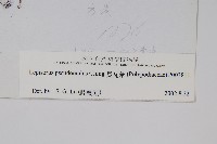 長瓦葦藏品圖，第2張