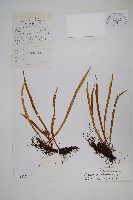 長瓦葦藏品圖，第1張