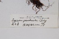 長瓦葦藏品圖，第2張