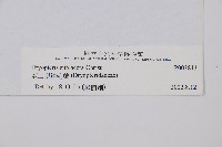 亞二型鱗毛蕨藏品圖，第2張