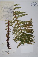 藏布鱗毛蕨藏品圖，第1張