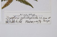 藏布鱗毛蕨藏品圖，第2張