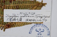 瓦氏鱗毛蕨藏品圖，第2張