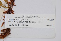 藏布鱗毛蕨藏品圖，第2張