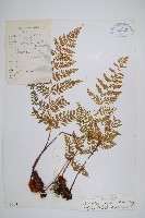 宿枝小膜蓋蕨藏品圖，第1張