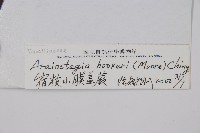 宿枝小膜蓋蕨藏品圖，第2張