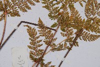 宿枝小膜蓋蕨藏品圖，第4張