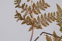 宿枝小膜蓋蕨藏品圖，第5張