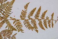 宿枝小膜蓋蕨藏品圖，第6張