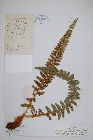 斜方耳蕨藏品圖，第1張