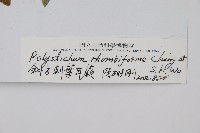 斜方耳蕨藏品圖，第2張