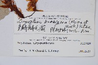 密毛鱗毛蕨藏品圖，第2張