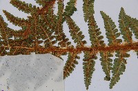 密毛鱗毛蕨藏品圖，第4張