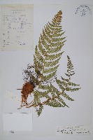 亞二型鱗毛蕨藏品圖，第1張