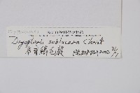 亞二型鱗毛蕨藏品圖，第2張