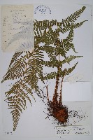 亞二型鱗毛蕨藏品圖，第1張