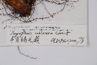 亞二型鱗毛蕨藏品圖，第2張