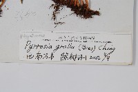 中國石葦藏品圖，第2張