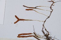 鐵角蕨藏品圖，第3張