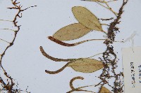 鐵角蕨藏品圖，第4張