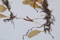 鐵角蕨藏品圖，第5張