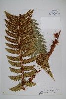 喜馬拉雅耳蕨藏品圖，第1張