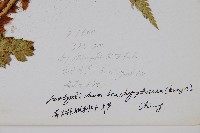 喜馬拉雅耳蕨藏品圖，第2張