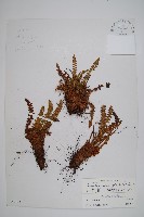 玉龍蕨藏品圖，第1張