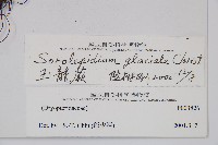 玉龍蕨藏品圖，第2張