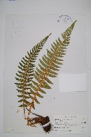 福山氏耳蕨藏品圖，第1張