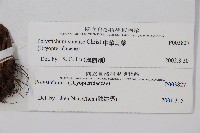 福山氏耳蕨藏品圖，第2張