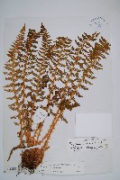 福山氏耳蕨藏品圖，第1張