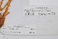 福山氏耳蕨藏品圖，第2張