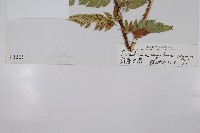 前原耳蕨藏品圖，第2張