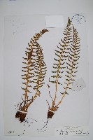 福山氏耳蕨藏品圖，第1張