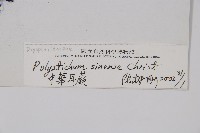 福山氏耳蕨藏品圖，第2張