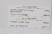 福山氏耳蕨藏品圖，第2張