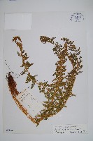 福山氏耳蕨藏品圖，第1張