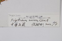 福山氏耳蕨藏品圖，第2張