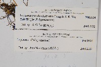 偽網眼瓦葦藏品圖，第2張