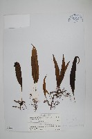 偽網眼瓦葦藏品圖，第1張