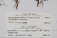 偽網眼瓦葦藏品圖，第2張